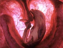 Anne Karnında Hayvanlar Fotoğrafı