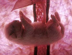 Anne Karnında Hayvanlar Fotoğrafı