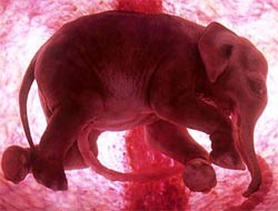 Anne Karnında Hayvanlar Fotoğrafı