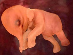 Anne Karnında Hayvanlar Fotoğrafı