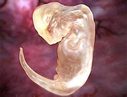 Anne Karnında Hayvanlar fotoğrafı