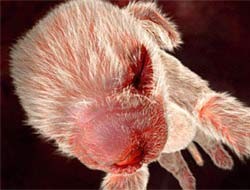 Anne Karnında Hayvanlar fotoğrafı