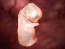 Anne Karnında Hayvanlar fotoğrafı