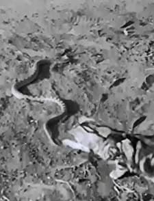 Chili And Chills (1932) afişi