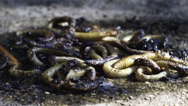 Almost Human Fotoğrafı