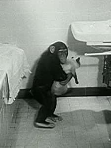 Animals In Action (1955) afişi