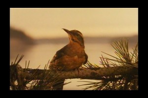 İkiz Tepeler: Ateşte Benimle Yürü fotoğrafı