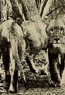 Kings Of The Forest (1912) afişi