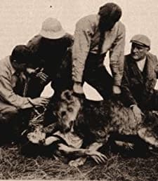 Alone In The Jungle (1913) afişi