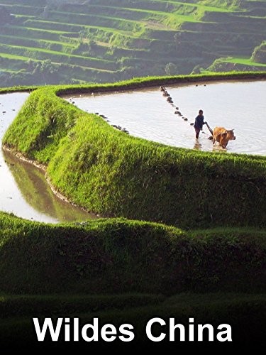 Zwischen Ebbe Und Flut (1950) afişi