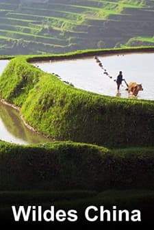 Zwischen Ebbe Und Flut (1950) afişi