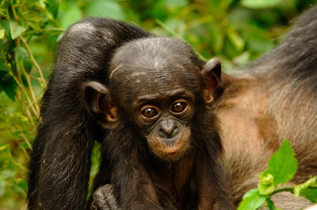 Bonobos Fotoğrafı