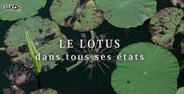 Le Lotus dans tous ses états (2011) afişi