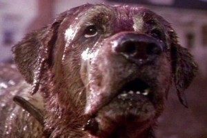 Kuduz Köpek fotoğrafı