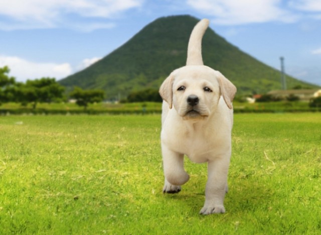 Police Dog Dream Fotoğrafı