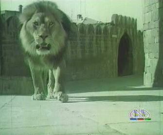 Aslan Evden Kaçtı Fotoğrafı