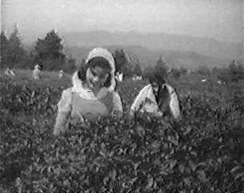 Yıldız Fotoğrafı