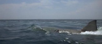 Jaws 2 fotoğrafı