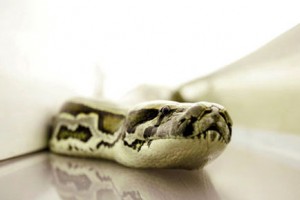 Katil Yılanlar Fotoğrafı