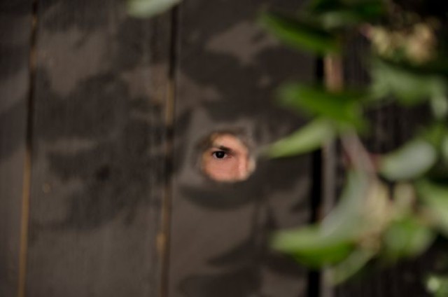 Gül Ağacındaki Şerit Fotoğrafı