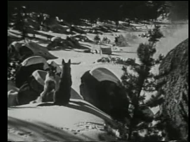 Call Of The Yukon fotoğrafı