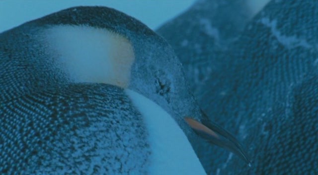 İmparatorun Yolculuğu Fotoğrafı