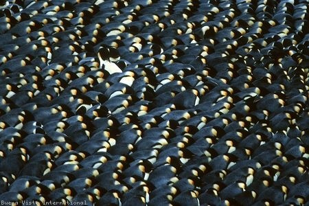 İmparatorun Yolculuğu Fotoğrafı