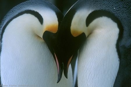 İmparatorun Yolculuğu Fotoğrafı