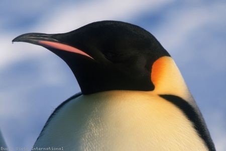 İmparatorun Yolculuğu Fotoğrafı