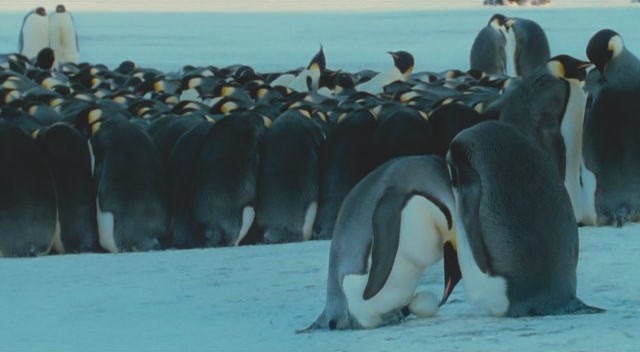 İmparatorun Yolculuğu Fotoğrafı