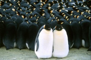 İmparatorun Yolculuğu Fotoğrafı