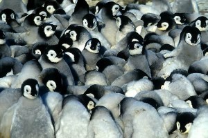 İmparatorun Yolculuğu Fotoğrafı