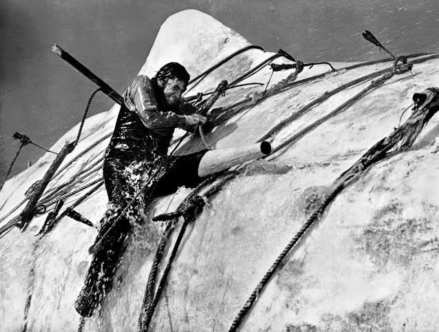 Beyaz Balina fotoğrafı