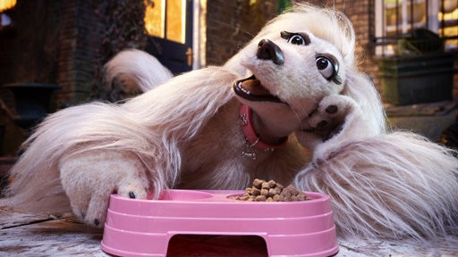 Mongrels fotoğrafı