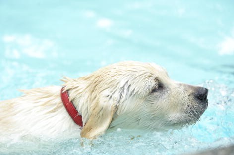 Marley ve Ben: Gençlik Yılları fotoğrafı