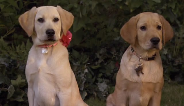 Marley ve Ben: Gençlik Yılları Fotoğrafı