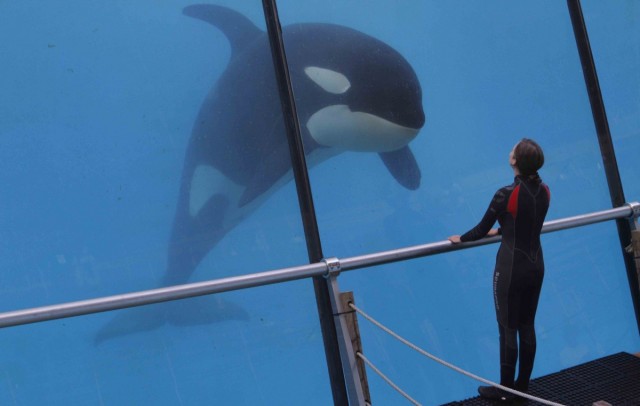 Pas ve Kemik Fotoğrafı