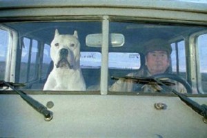 Bombon Köpek Fotoğrafı