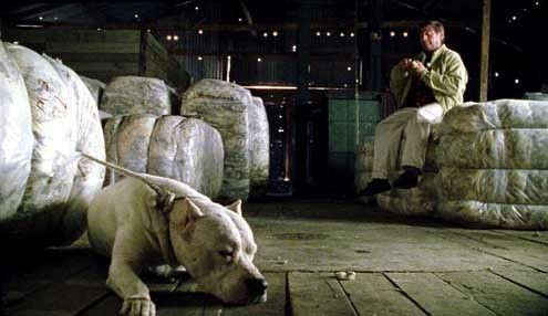 Bombon Köpek Fotoğrafı