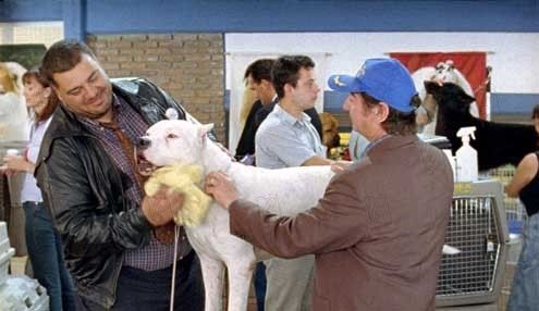 Bombon Köpek Fotoğrafı