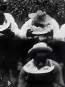 Watermelon Contest (1900) afişi