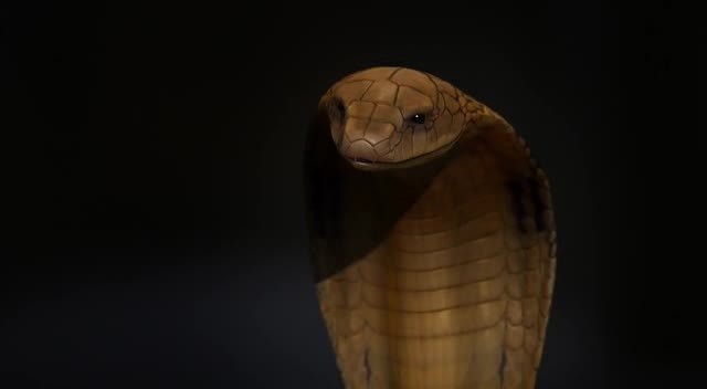 Hazine Bekçileri Fotoğrafı