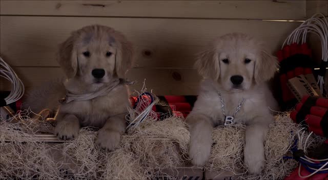 Hazine Bekçileri Fotoğrafı