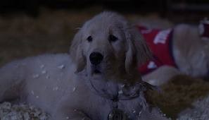 Hazine Bekçileri Fotoğrafı