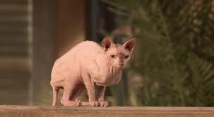 Hazine Bekçileri Fotoğrafı