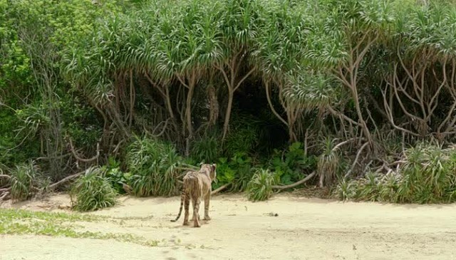 Pi'nin Yaşamı Fotoğrafı