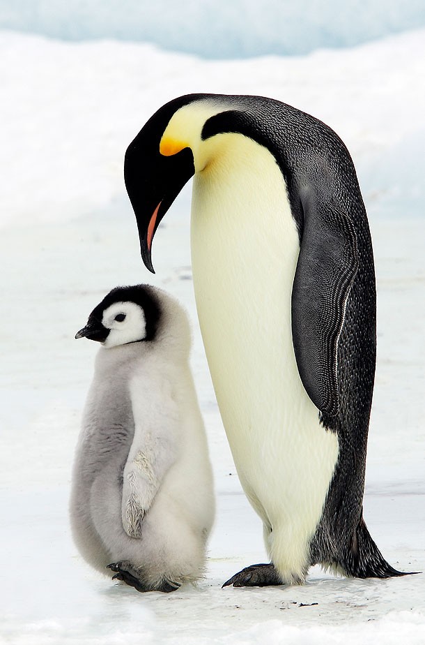 Frozen Planet Fotoğrafı