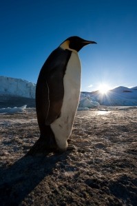 Frozen Planet Fotoğrafı