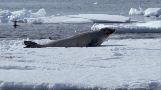 Frozen Planet Fotoğrafı