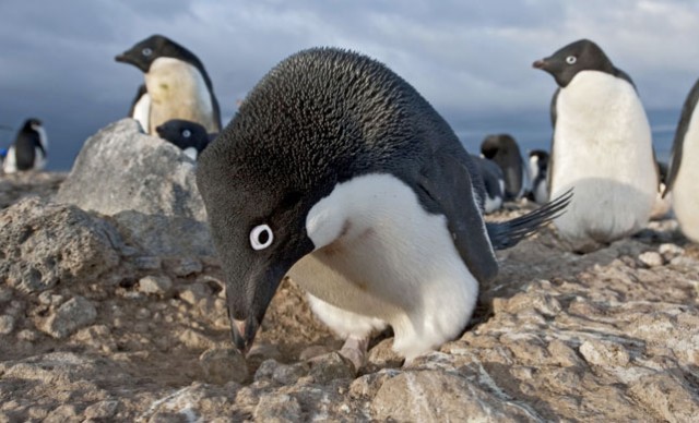 Frozen Planet Fotoğrafı